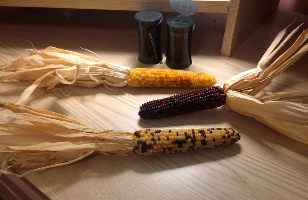 The three ears of Indian corn I used as models for the vibunzi, complete with shucks